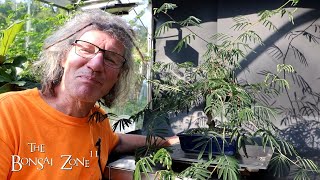 Pruning My Powderpuff Calliandra The Bonsai Zone Sept 2024 [upl. by Telfore181]