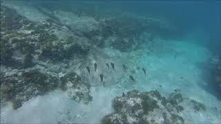 Guadeloupe Snorkeling PMT Anse du Souffleur [upl. by Orlena]