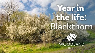 A Year in the Life of a Blackthorn Tree  Woodland Trust [upl. by Erbes]