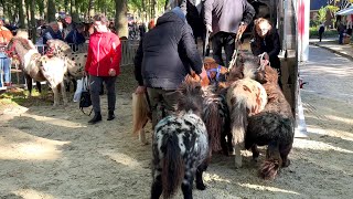 Pferde verladen nach dem  ZUIDLAREN Paardenmarkt in Holland NL 17102023 [upl. by Cynde]