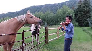 Horses like violin playing [upl. by Showker]