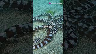 The Mimic Octopus Natures Master of Disguise sciencefacts shorts naturefacts [upl. by Morril]