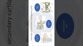 Examples of secondary cartilaginous joint shorts viral joints anatomy [upl. by Giliana]
