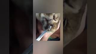 Bot  fly Removal From Cats Dog Rabbit mangoworms [upl. by Enilarac]