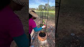 rose rosegardening farmliving smallyoutuber [upl. by Koralie]