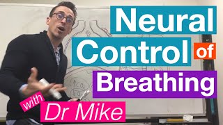 Neural Control of Breathing  Respiratory System [upl. by Slaohcin188]