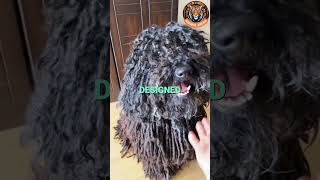 Meet the Hungarian Komondor – One of the Biggest Dogs in the World [upl. by Dhaf175]