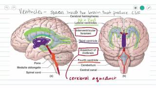 Ventricles of the Brain and CSF [upl. by Ebby]