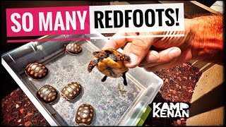 Beginners guide to REDFOOT Tortoises [upl. by Laddy791]