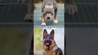 GERMAN SHEPHERD VS PITBULL VS DOBERMAN FAVORITE DOGS [upl. by Warms514]