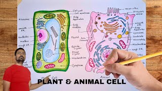 Plant Cell and Animal Cell Diagram Easy Drawing  Colored Plant and Animal Cell Diagram plantcell [upl. by Annael]