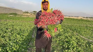 Freshly Picked Organic Radishes  village Farm village life in Afghanistan 4K [upl. by Eentruoc]