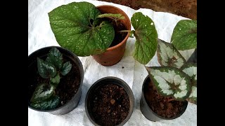 Grow Rex begonia from Root Cuttings Rex Begonia PropagationRepotting Rex Begonia care tips [upl. by Florencia]