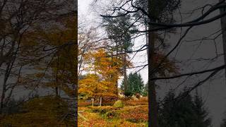 Autumn in Aberdeen🍁🍂 aberdeen aberdeenshire Scotland aberdeenshire unitedkingdom autumnwalk [upl. by Kotz]