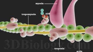 Muscle Contraction  Cross Bridge Cycle [upl. by Susejedairam]