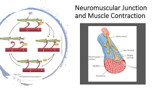 Neuromuscular Junction and muscle contraction [upl. by Enomis]