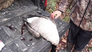 How To Breast A Canada Goose [upl. by Low]