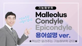 기능해부학 Malleolus 복숭아뼈 ㅣCondyle 관절융기ㅣEpicondyle 위관절 융기ㅣ의학용어설명 ver ㅣ 송창호 교수 [upl. by Aremus542]