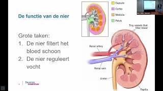 Chronische Nierschade [upl. by Sholes]