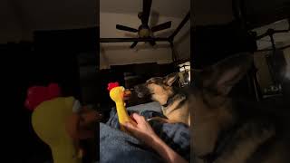 Dog howling at rubber chicken [upl. by Socrates]