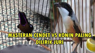 MASTERAN CENDET VS KONIN PALING DILIRIK JURI [upl. by Desireah]