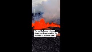 Mauna Loa worlds largest active volcano erupts for the first time in 40 years [upl. by Madian]