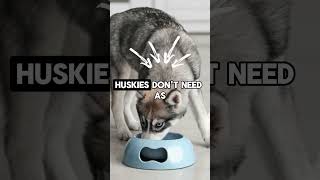 101 Howlsome Facts About Siberian Huskies That Will Make You Go Woof MUSTWATCH p9 facts [upl. by Yob]