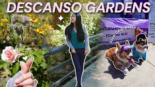 What’s Blooming in Descanso Gardens Highlights of SoCal Corgi Beach Day 2024  vlog [upl. by Eltsirc665]