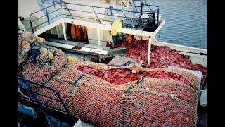 Stories From The Orange Roughy Fishery  The Greatest Boom and Bust in Australias Fishing History [upl. by Narmi489]