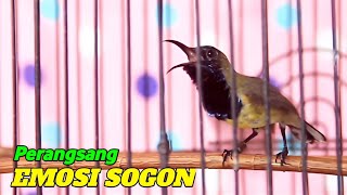 SOGON GACOR NGLEPER PERANGSANG EMOSI [upl. by Latham621]