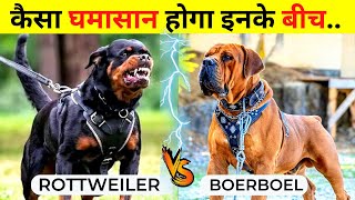 Boerboel VS Rottweiler Fight Who Would Win  Rottweiler VS Boerboel Which is Stronger [upl. by Eittel205]