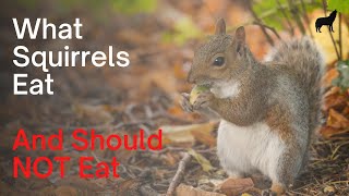 What Squirrels Eat Their Diet and What Not to Feed Them [upl. by Kola]