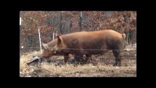 Tamworth Pigs on Honeymoon at Bacon Acres Farm [upl. by Dyraj249]