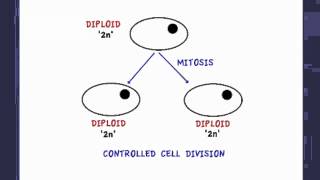 252 State that tumours are the result of uncontrolled cell division [upl. by Ralph]