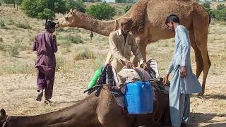 CAMEL LIFE SOME LIFE BUSY IN FARM FIELDTHARMOVIESnewfarmingamazingfunnyanimalanimalscamelthar [upl. by Cuttler105]