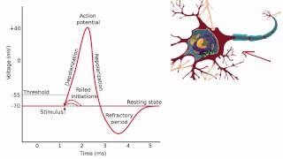 012 The Absolute and Relative Refractory Periods [upl. by Cott]