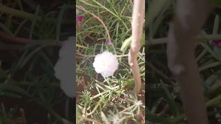 Portulaca plant update shortsfeed viralshort nature howtogrowwintervegetables [upl. by Esertap938]