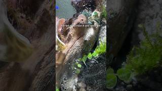 Got mold Add springtails ✨ terrarium terrariumplants terraria shortsvideo [upl. by Nehtanoj]