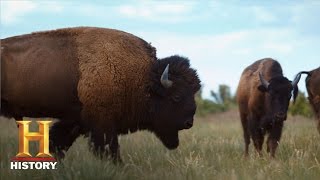 Ranchlands Bison Season Episode 4  History [upl. by Ybsorc]