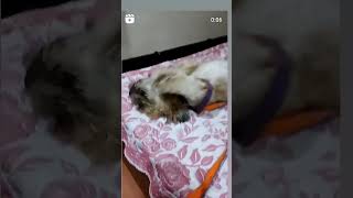 shorts shortvideo short subscribe shortsfeed trending viralvideo petlover❤❤❤ Withkshama [upl. by Everest]