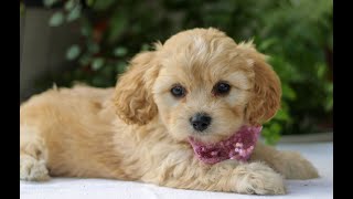 Cavachon Puppies for Sale [upl. by Tina890]