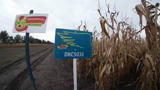 Dekalb DKC5031 kukorica vetőmag KukoricaVetőmaghu Kft 2017 [upl. by Nezah335]