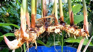 How to grow galangal in pot from cutting young tube [upl. by Yelda270]