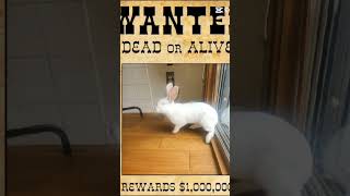 Wanted dead or alive [upl. by Yolanthe]