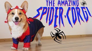 THE AMAZING SPIDERCORGI  Topi the Corgi [upl. by Mauralia]