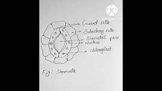 Stomata diagram [upl. by Nonek810]