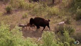 Bison and Her Calf Battle Wolves  North America [upl. by Adnicaj564]