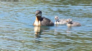 Grebes and chicks enjoying sunny day [upl. by Selestina191]