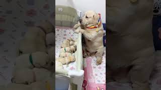 Ase bhole ban ke hai bethe 😍🐕 labradorpuppies labradormom mypetoscar viral trendingshorts love [upl. by Christal847]