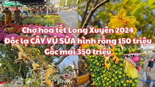 Chợ hoa tết Long Xuyên 2024 Độc lạ CÂY VÚ SỮA hình rồng 150 triệu Gốc mai 350 triệu ĐẸP RỰC RỠ [upl. by Laroc]